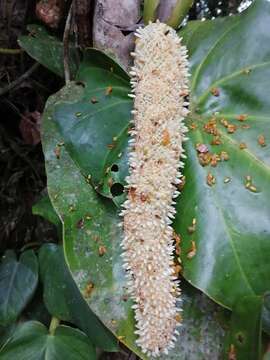 Image of Anthurium curvispadix Croat