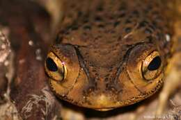 Image of Puerto Rican crested toad