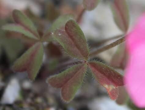 Image of Oxalis obtusa Jacq.