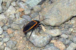 Largus californicus (Van Duzee 1923)的圖片