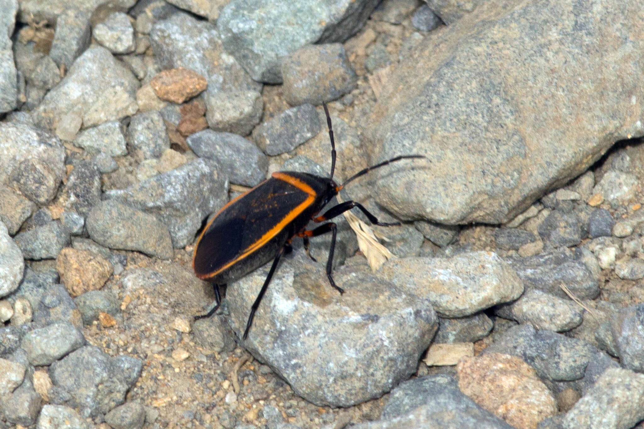 Largus californicus (Van Duzee 1923)的圖片