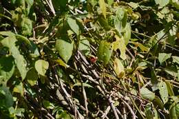 Image of Doherty's Bush Shrike