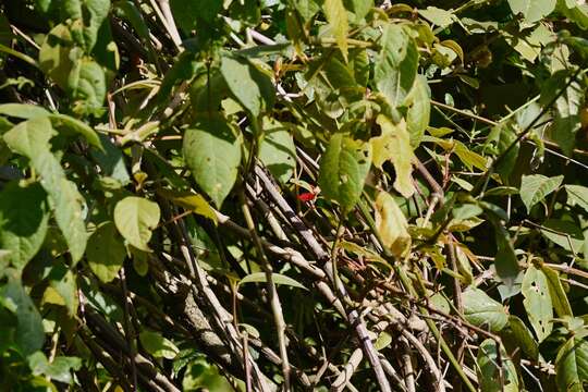 Image of Doherty's Bush Shrike