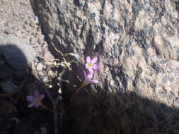 Image of Bridges' gilia