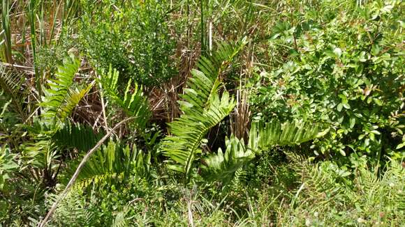 Image of giant leather fern