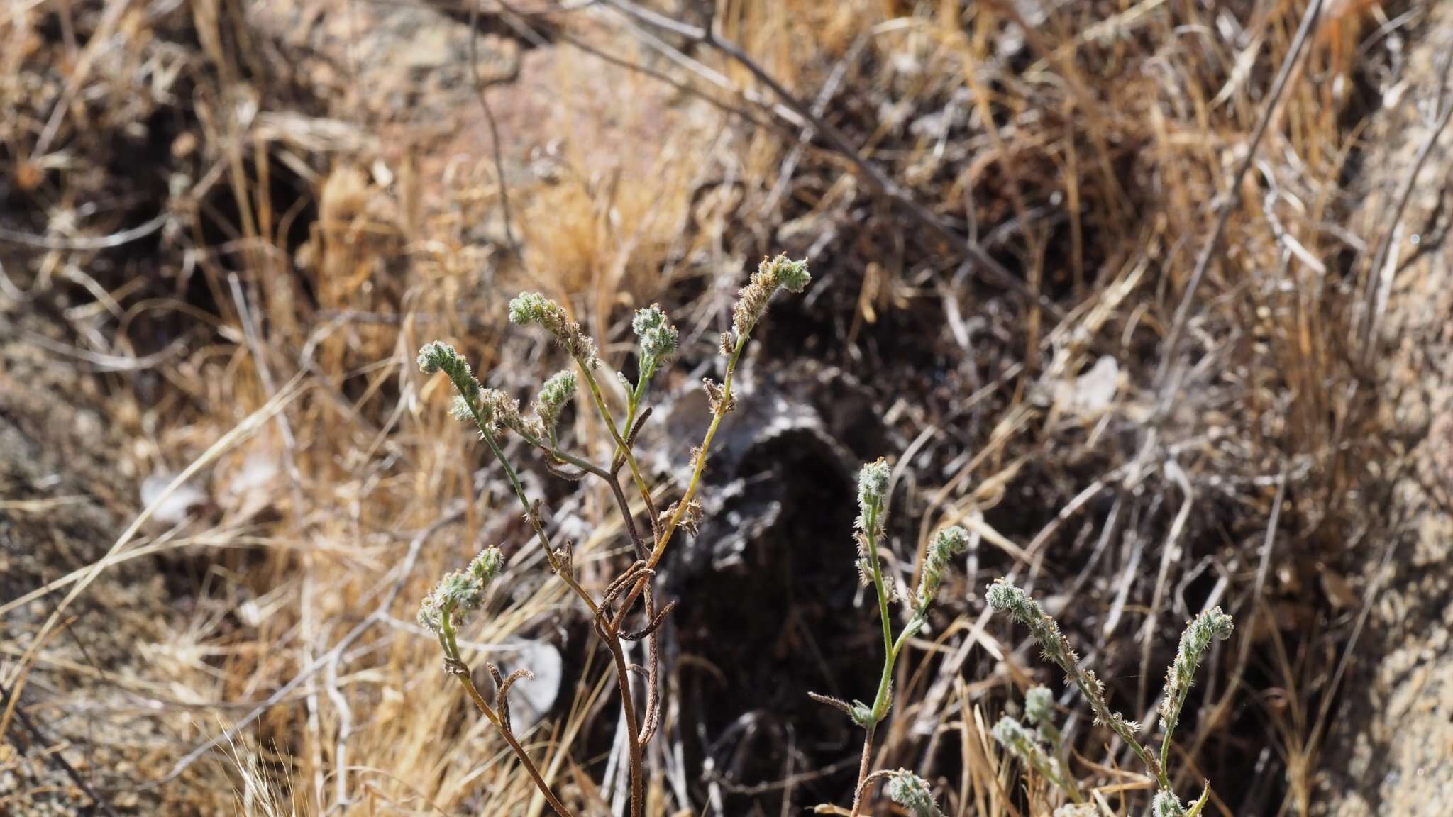 صورة Cryptantha flaccida (Dougl.) Greene