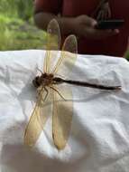 Image of Brown Hawker