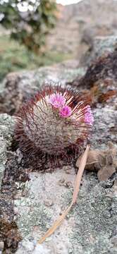 Image de Mammillaria bombycina subsp. perezdelarosae (Bravo & Scheinvar) D. R. Hunt