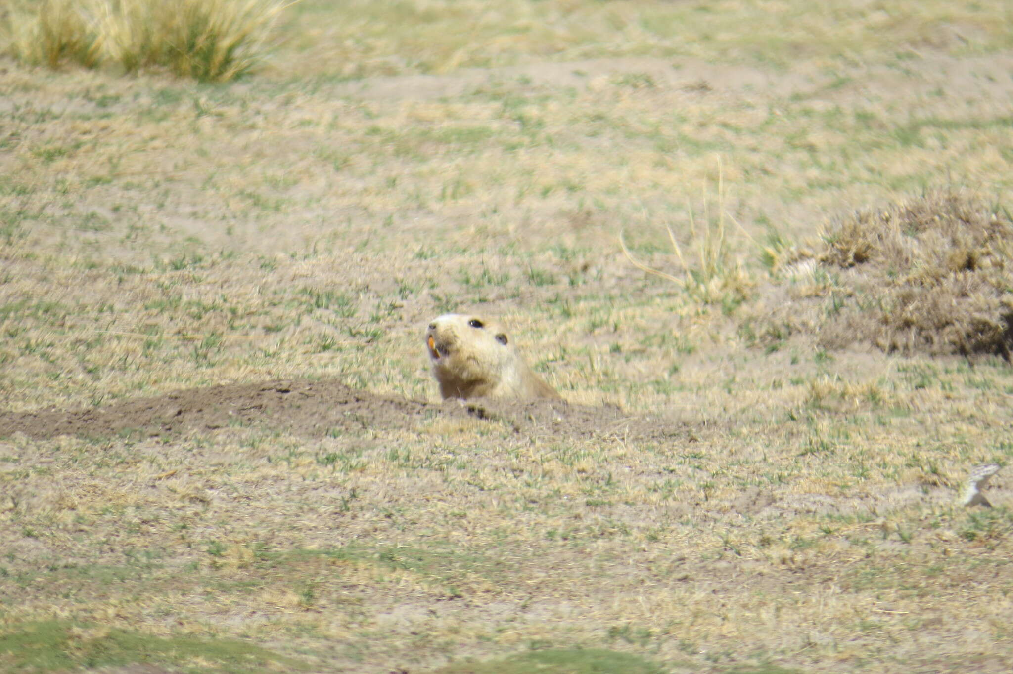 Image of Highland Tuco-tuco