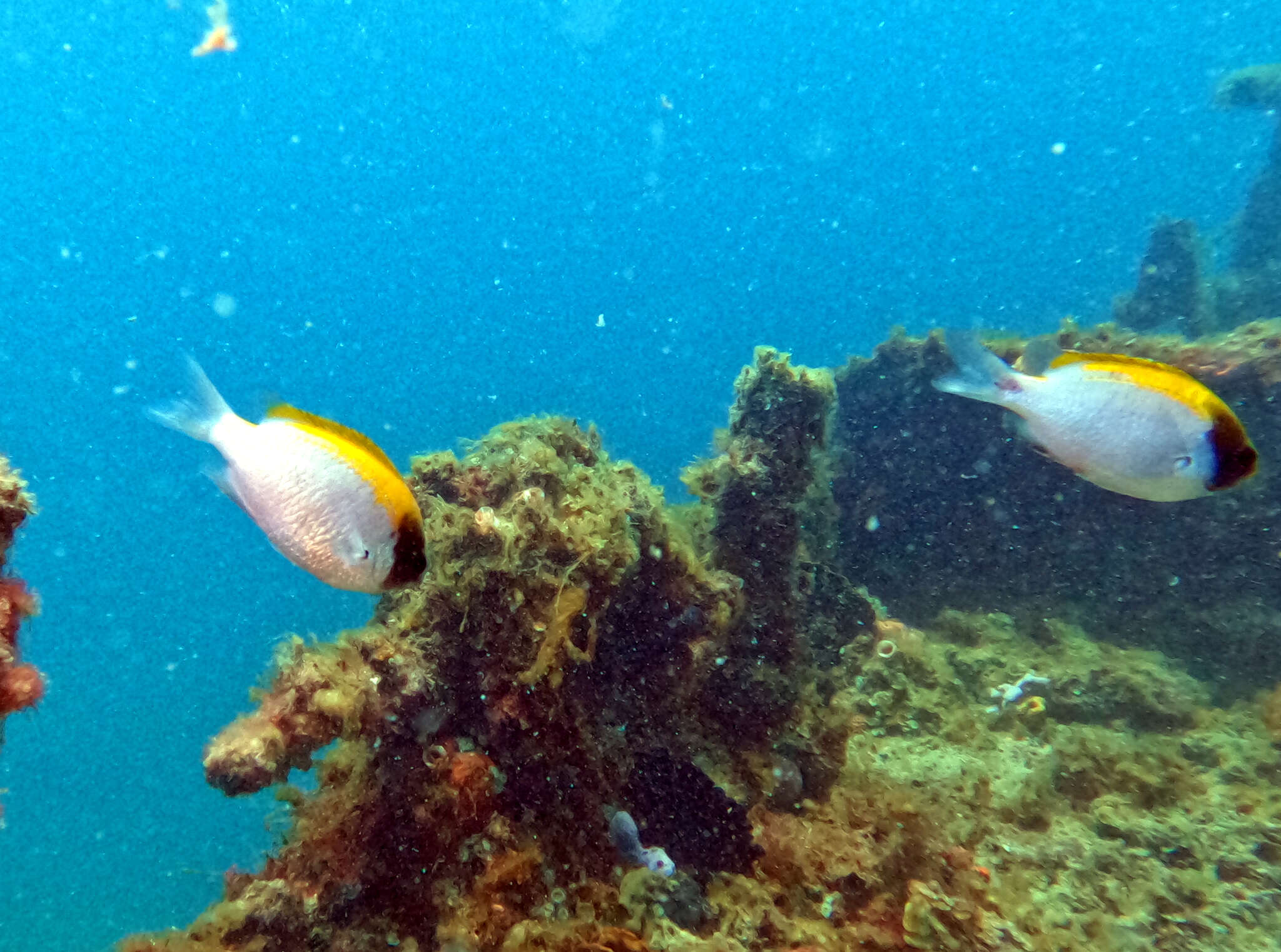 Image of Black-headed chromis