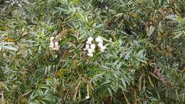 Image of Virgilia oroboides subsp. ferruginea B.-E. van Wyk