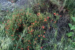 Image of red bush monkeyflower