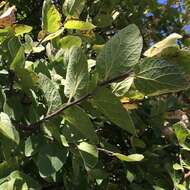 Celtis reticulata Boorsma 1907的圖片