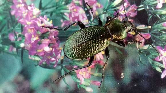 Image de Pterostichus (Pseudosteropus) illigeri (Panzer 1803)