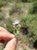 Image of Chromolaena sagittata (A. Gray) R. King & H. Rob.