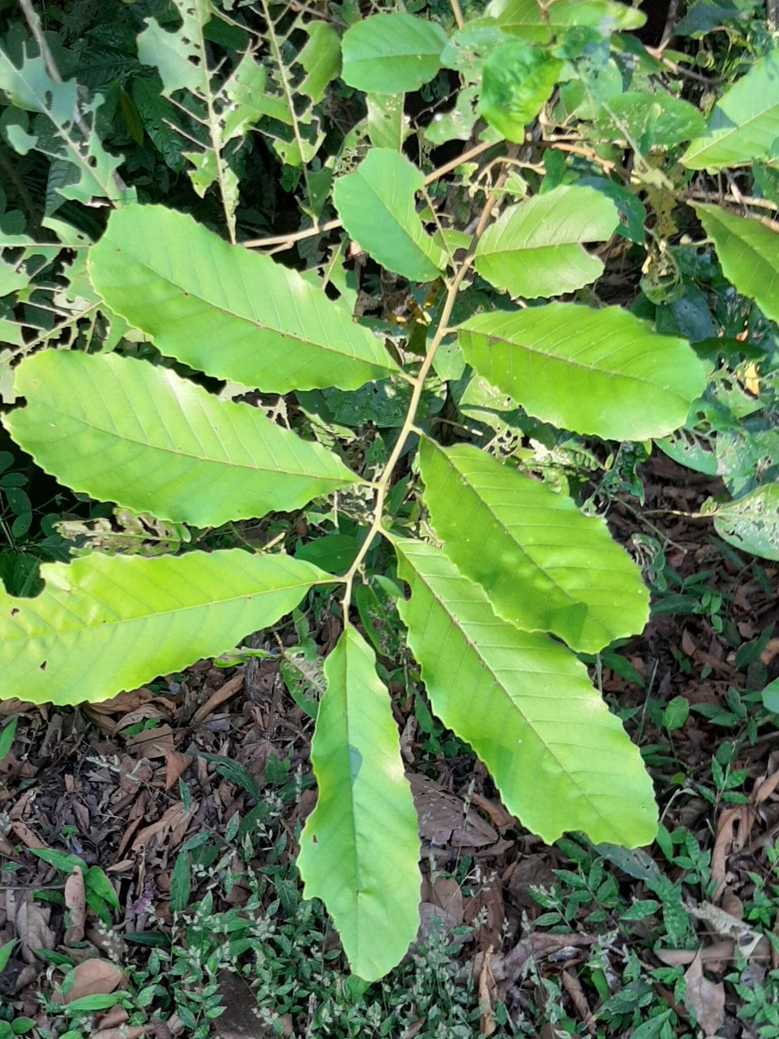 Image of Cupania cinerea Poepp. & Endl.