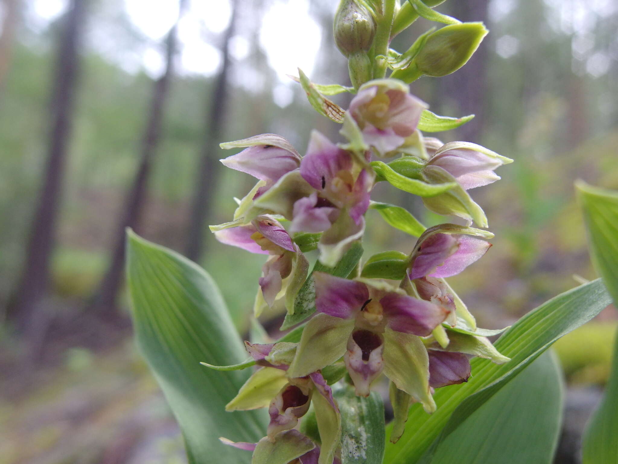 Image of Epipactis schmalhausenii K. Richt.