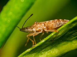 Image of sycamore seed bug