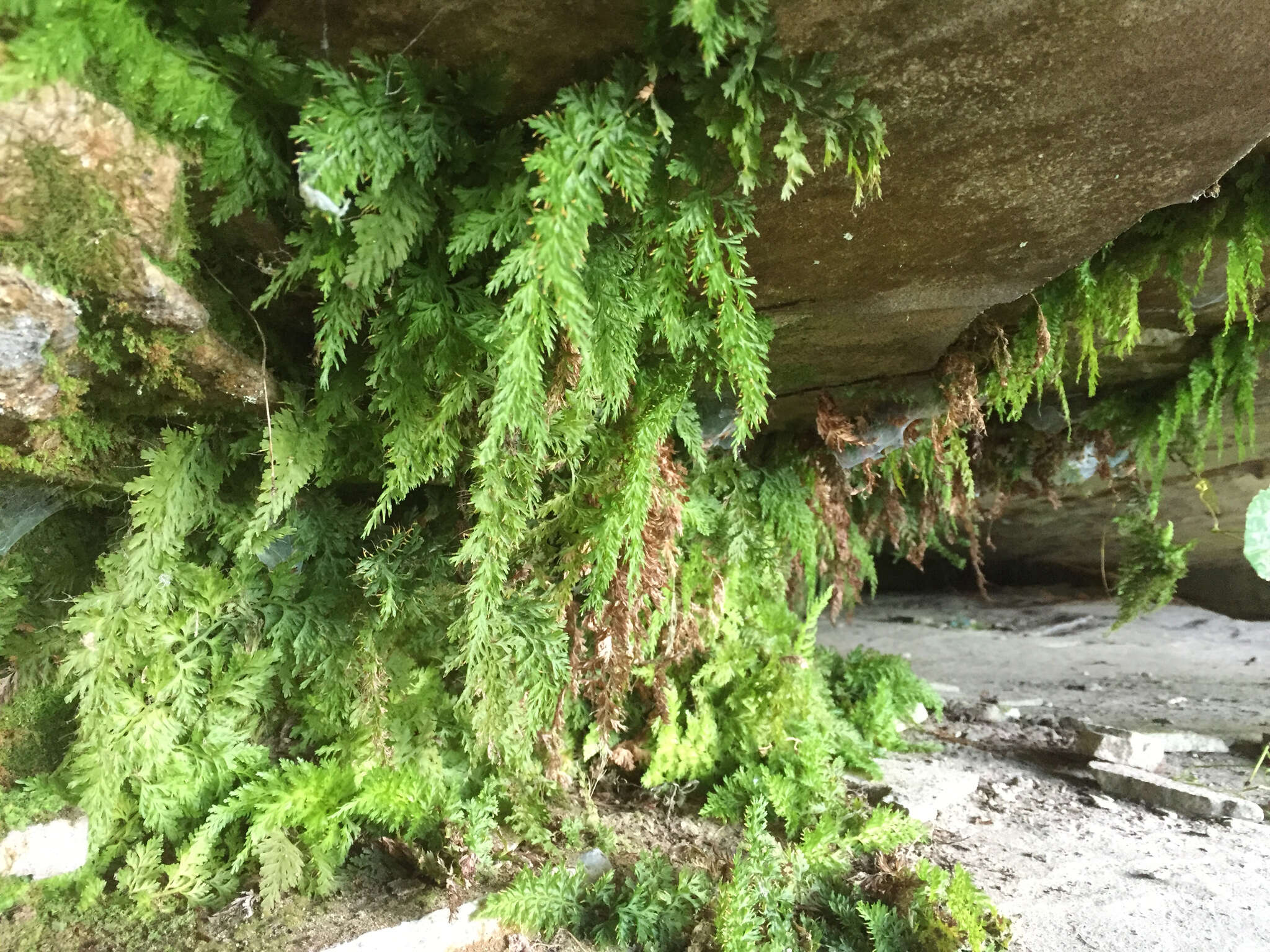 Image of Appalachian Fern