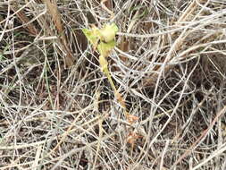 Image of wedgeleaf spurge