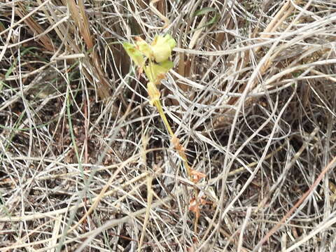 Euphorbia longicruris Scheele resmi