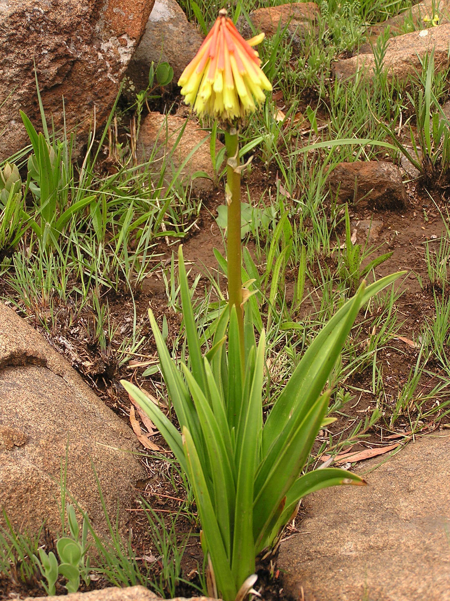 Image of Kniphofia rigidifolia E. A. Bruce