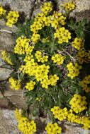 Imagem de Draba grayana (Rydb.) C. L. Hitchc.