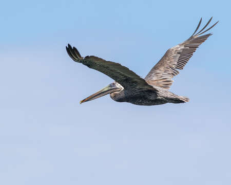 Image of Pelecanus occidentalis occidentalis Linnaeus 1766