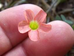 Imagem de Oxalis stenorrhyncha Salter