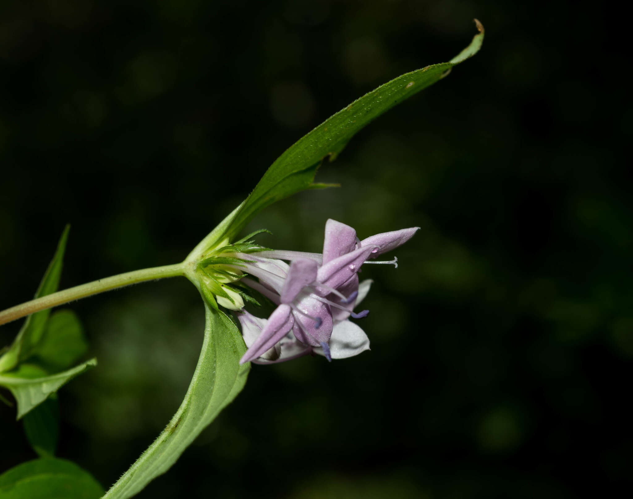 Image of Crusea coccinea var. breviloba Loes.