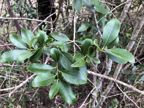 Imagem de Denhamia bilocularis (F. Müll.) M. P. Simmons