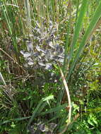 Слика од Lonicera oblongifolia (Goldie) Hook.