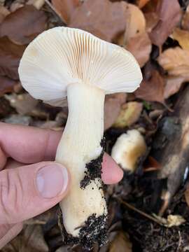 Image of Russula fellea (Fr.) Fr. 1838