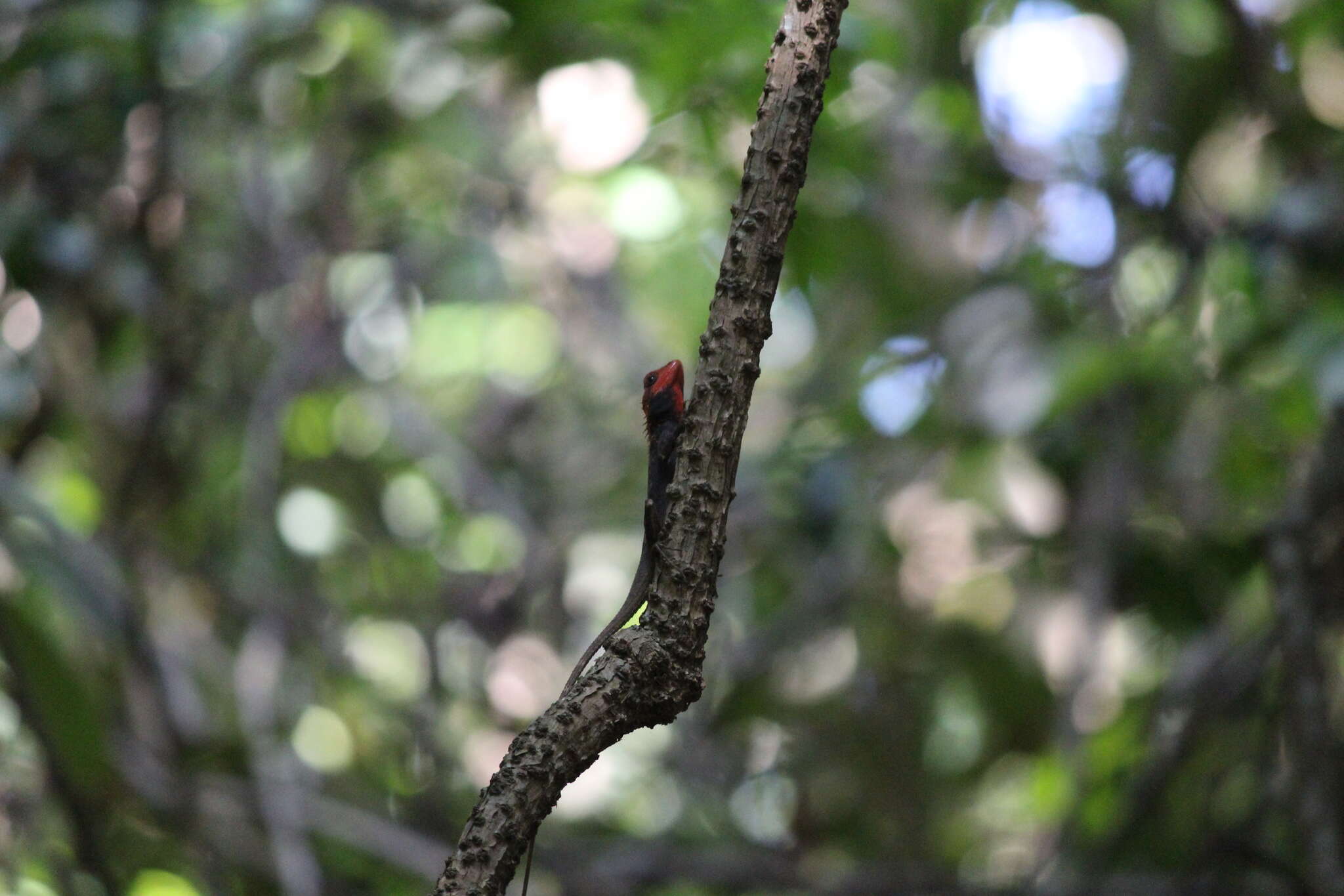 Image of Elliot's Forest Lizard