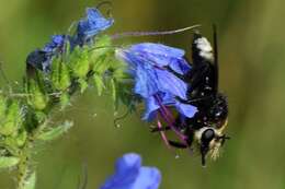 Plancia ëd <i>Laphria gibbosa</i>