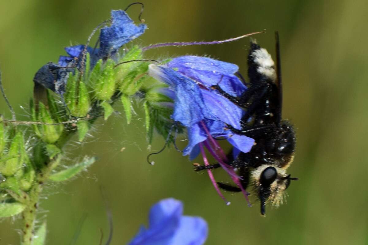 Plancia ëd <i>Laphria gibbosa</i>