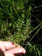 Image of South American Skullcap