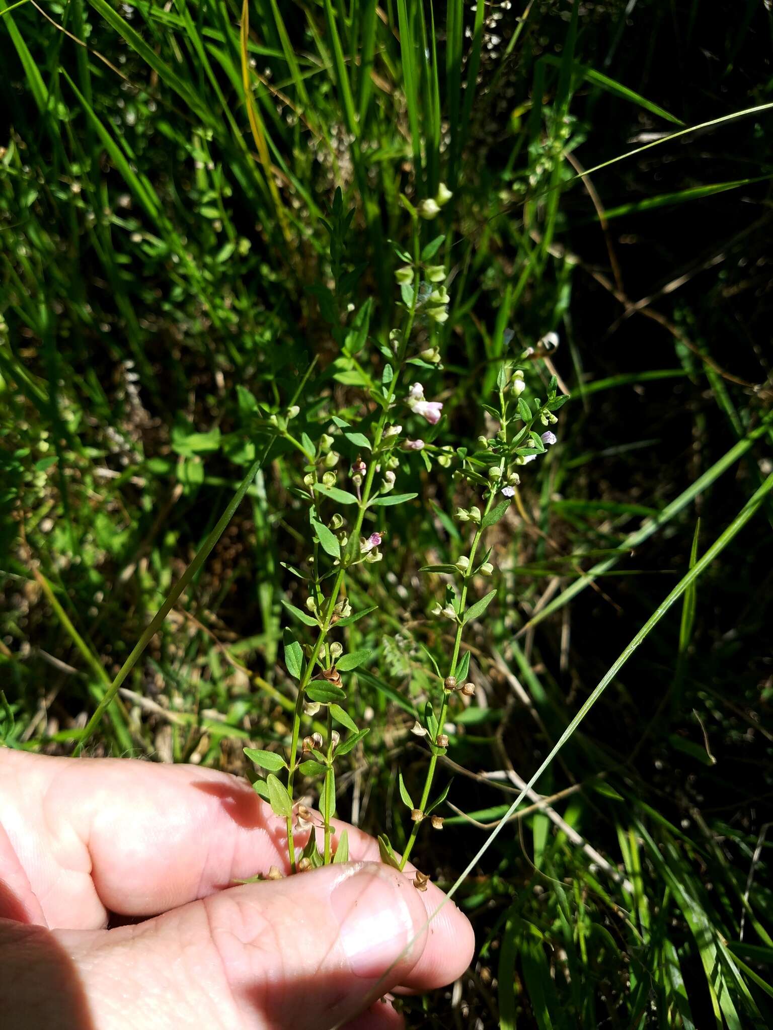 Image of South American Skullcap