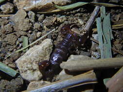 Image of Didymocentrus krausi Francke 1978