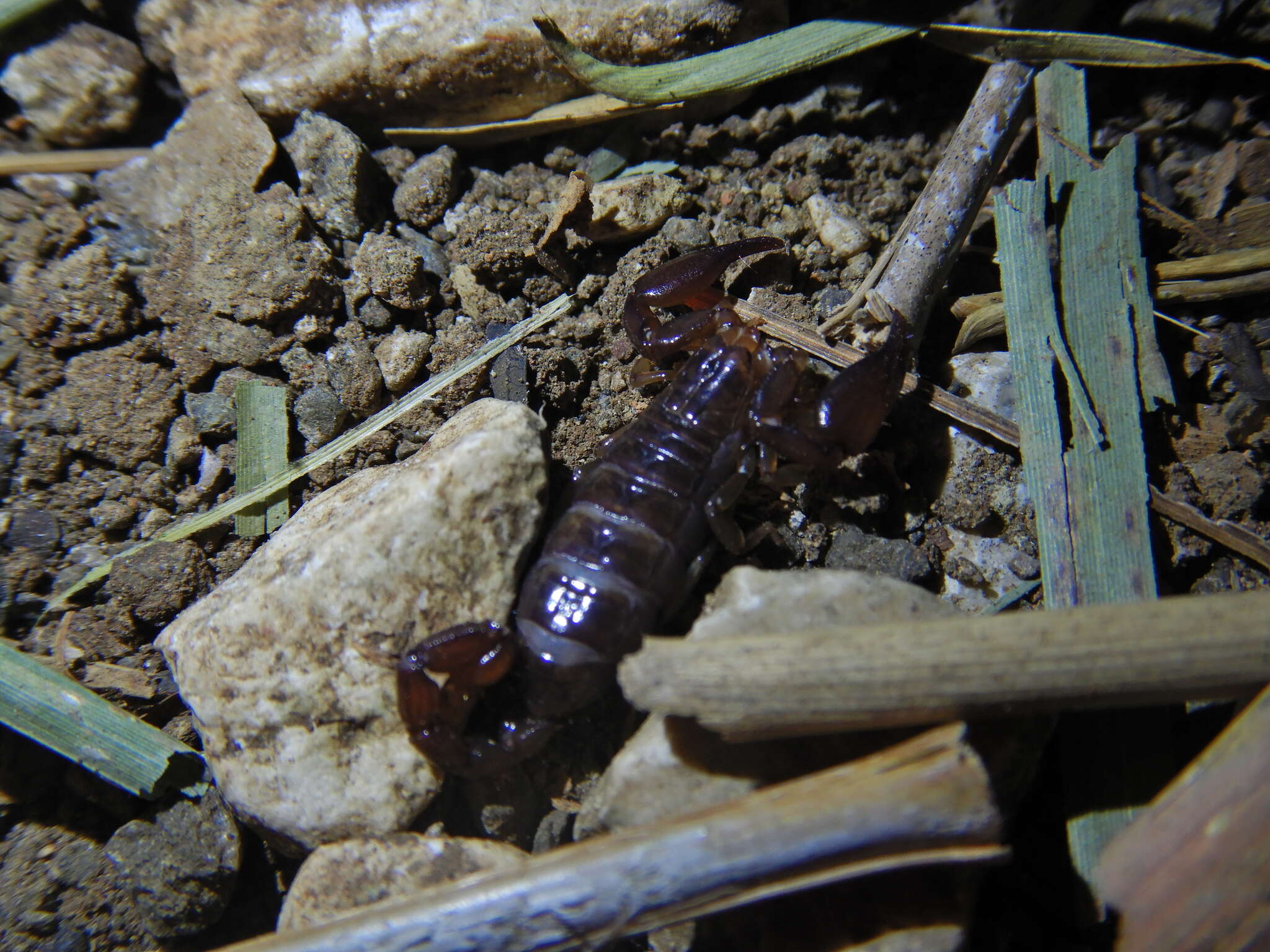 Слика од Didymocentrus krausi Francke 1978