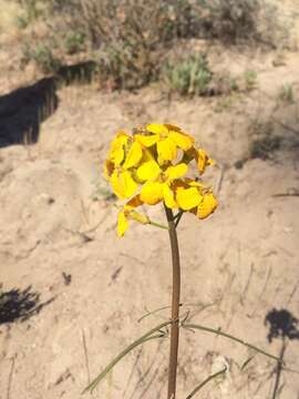 Image of Ben Lomond wallflower