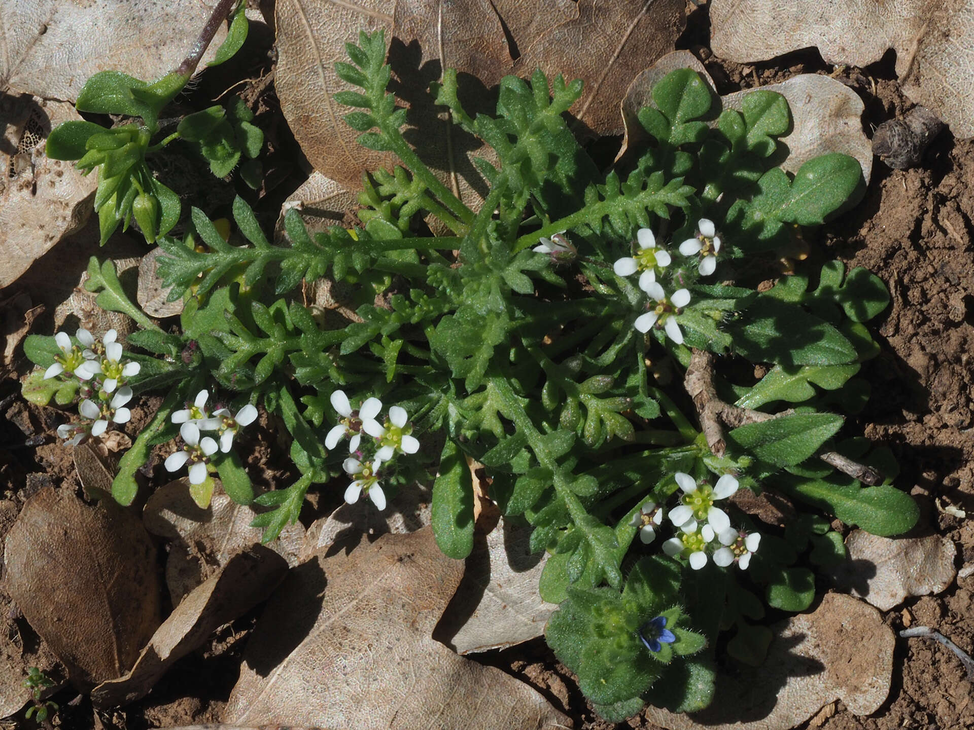 Imagem de Teesdalia coronopifolia (Bergeret ex Steud.) Thell.