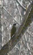 Image of Picus viridis viridis Linnaeus 1758