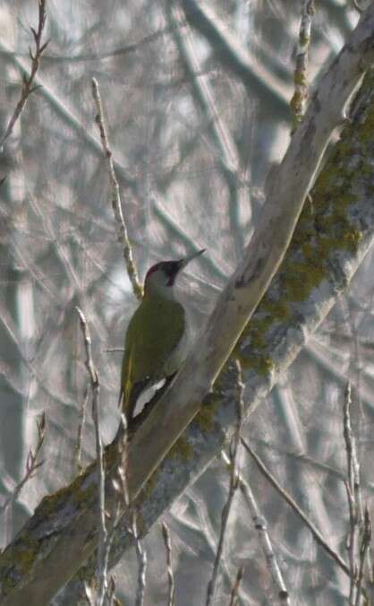 Image of Picus viridis viridis Linnaeus 1758