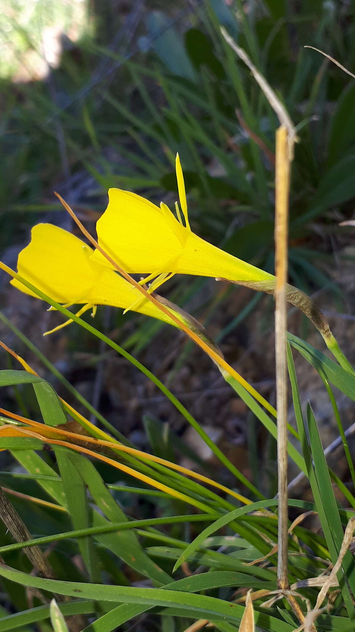 Image of petticoat daffodil