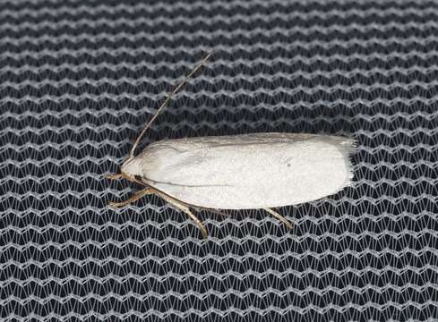 صورة <i>Antaeotricha albulella</i>