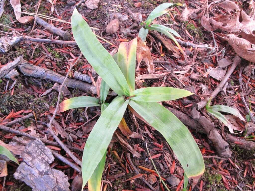 Imagem de Carex platyphylla J. Carey