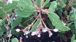 Image of Stanford's manzanita