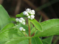 Imagem de Ichthyothere latifolia Baker