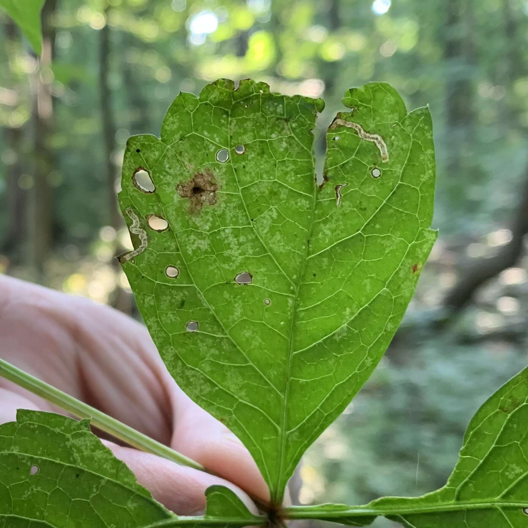 Image of Orchestomerus eisemani Yoshitake & Anderson 2015